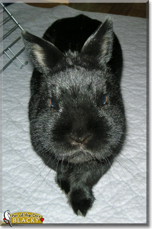 Blacky, the Pet of the Day Blacky, the Pet of the Day