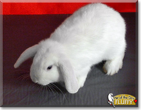 Fluffy, the Pet of the Day Fluffy, the Pet of the Day