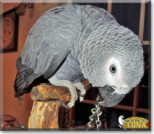 Luna, the Pet of the Day Luna, the Pet of the Day
