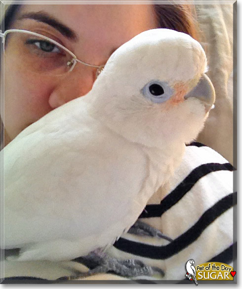Sugar, the Pet of the Day Sugar, the Pet of the Day