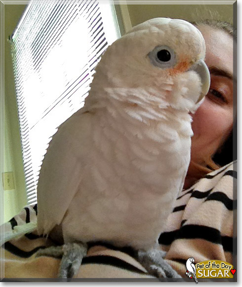 Sugar, the Pet of the Day Sugar, the Pet of the Day