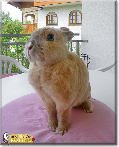Rötthe, the Pet of the Day Rötthe, the Pet of the Day
