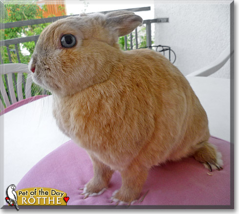 Rötthe, the Pet of the Day Rötthe, the Pet of the Day