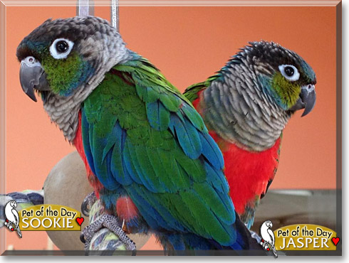 Sookie, Jasper, the Pet of the Day Sookie, Jasper, the Pet of the Day