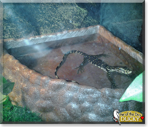 Ducky, the Pet of the Day Ducky, the Pet of the Day