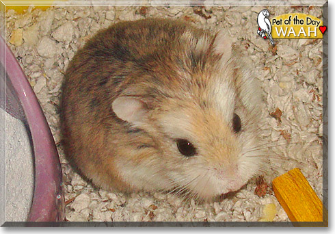 Waah, the Pet of the Day Waah, the Pet of the Day