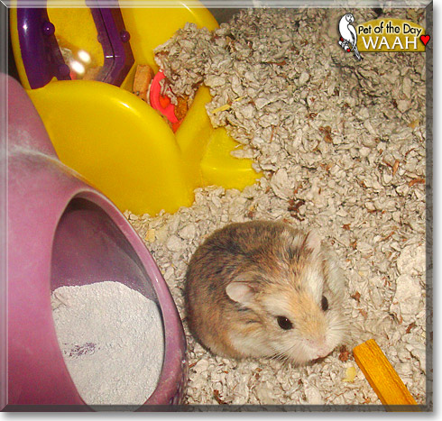 Waah, the Pet of the Day Waah, the Pet of the Day