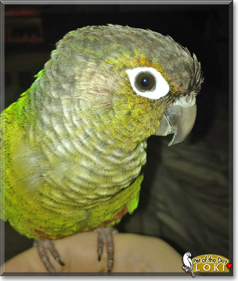 Loki, the Pet of the Day Loki, the Pet of the Day