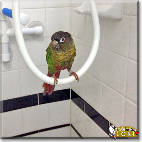 Loki, the Pet of the Day Loki, the Pet of the Day