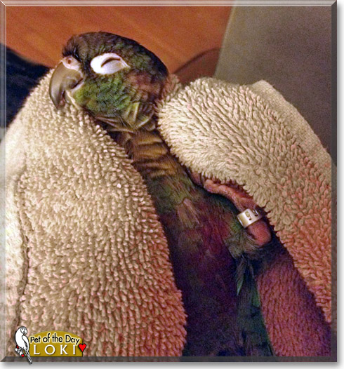 Loki, the Pet of the Day Loki, the Pet of the Day