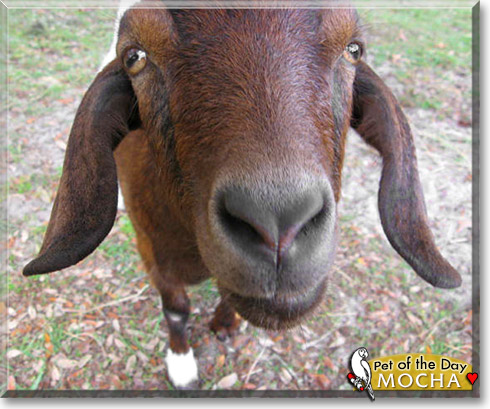 Mocha Latte, the Pet of the Day Mocha Latte, the Pet of the Day