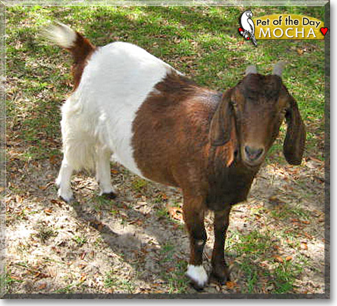 Mocha Latte, the Pet of the Day Mocha Latte, the Pet of the Day