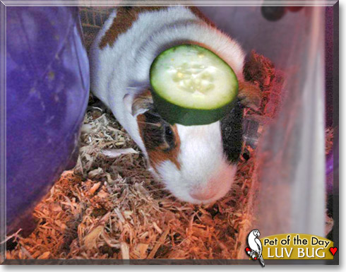 Luv Bug, the Pet of the Day Luv Bug, the Pet of the Day
