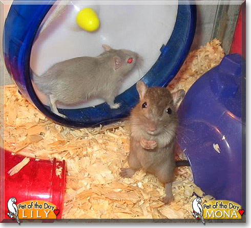 Lily, Mona, the Pet of the Day Lily, Mona, the Pet of the Day