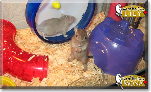 Lily, Mona, the Pet of the Day Lily, Mona, the Pet of the Day