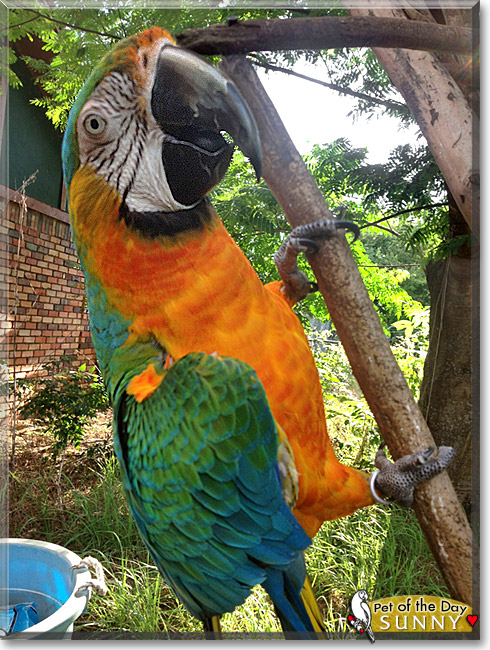 Sunny, the Pet of the Day Sunny, the Pet of the Day