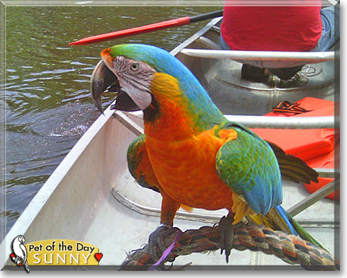 Sunny, the Pet of the Day Sunny, the Pet of the Day