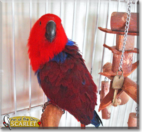 Scarlet, the Pet of the Day Scarlet, the Pet of the Day