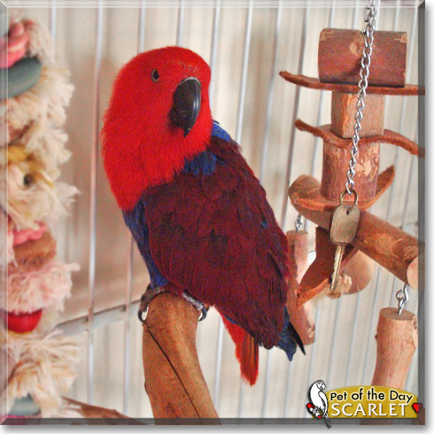 Scarlet, the Pet of the Day Scarlet, the Pet of the Day