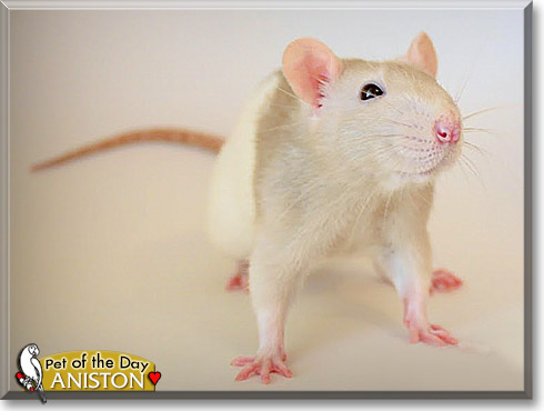 Aniston, the Pet of the Day Aniston, the Pet of the Day