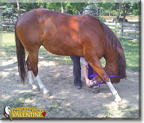 Valentine, the Pet of the Day Valentine, the Pet of the Day