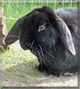 Blacky the Lop Rabbit