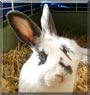 Fitch the Rabbit