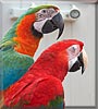 Kanjer, Scooter the Macaws