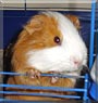 Keks the Guinea Pig