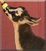 Jerry the Nigerian Dwarf Goat