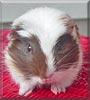 Spike the Guinea Pig