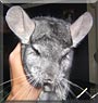 Star the Chinchilla