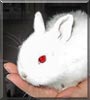 Thumper the Rabbit