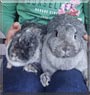 Schnuffel, Pauli the Rabbit