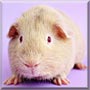 O'Bryan the American Guinea Pig
