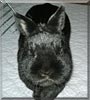 Blacky the Rabbit