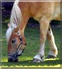 Jen the Belgian draft horse