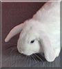 Fluffy the Lop Rabbit