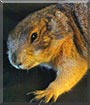 Butterscotch the Black Tailed Prairie Dog