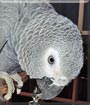 Luna the Congo African Grey
