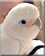 Sugar the Goffin's Cockatoo