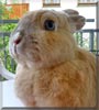 Rötthe the Dwarf Rabbit