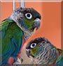 Sookie, Jasper the Crimson Conures