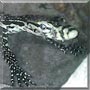 Ducky the Asian Water Monitor