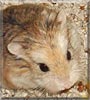 Waah the Roborovskis hamster