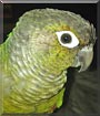 Loki the Green Cheek Conure