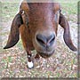 Mocha Latte the Goat