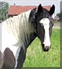 Sharmain the Paint Horse