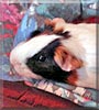 Luv Bug the Guinea Pig