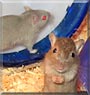 Lily, Mona the Gerbil